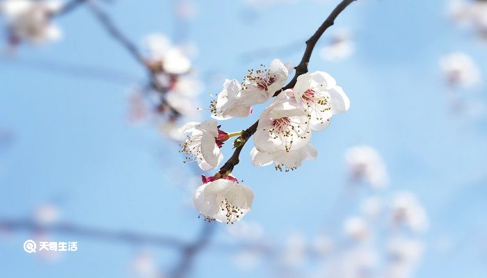 花红易衰似郎意水流无限似侬愁是什么意思 水流无限似侬愁的意思