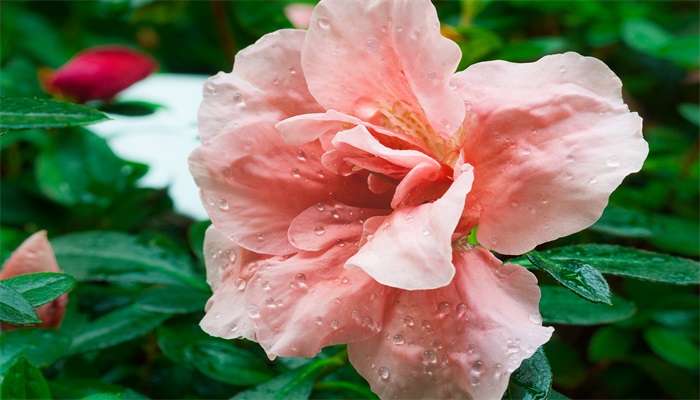 花朝节的风俗 花朝节有什么风俗