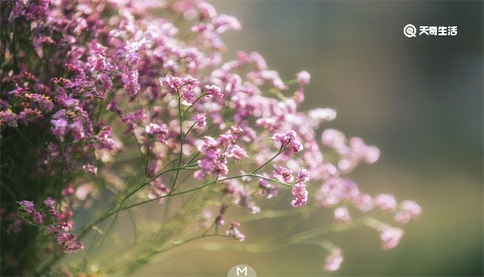 教师节应该送什么花 教师节应该送什么花给老师