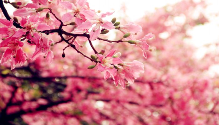 春节有什么花开  春节有哪些花开