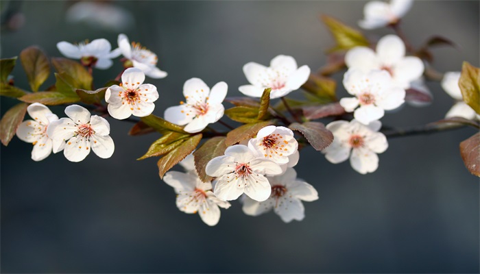 春暖花开的意思 春暖花开的意思是什么