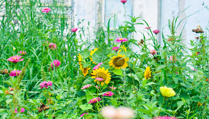 花朝节是什么时候 花朝节是几月几号