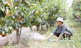 怎样做肥水浇果树 怎样做肥水浇果树好