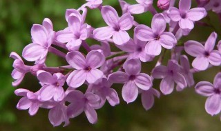 丁香花是什么颜色 丁香花是什么颜色的图片欣赏