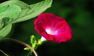 牵牛花是什么颜色（牵牛花是什么颜色的花瓣）