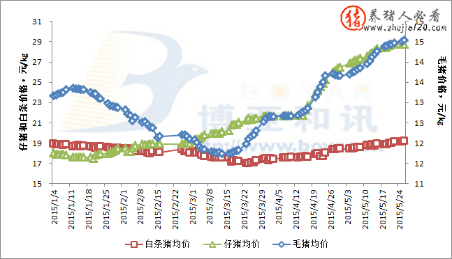 南方猪价上涨成为引领本轮猪价上涨主要推动力