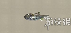 尼尔机械纪元钓鱼全鱼类收集攻略 钓鱼成就怎么完成 Arowana