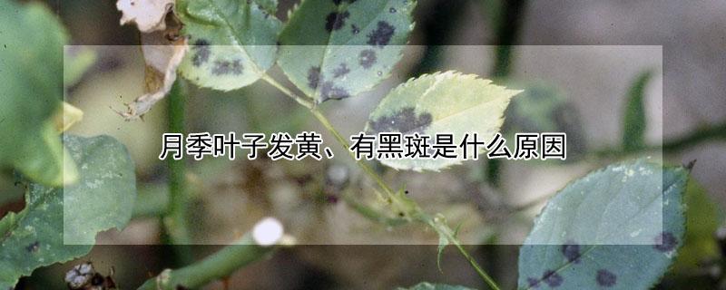 月季叶子发黄、有黑斑是什么原因 月季叶子黄了有黑斑怎么办