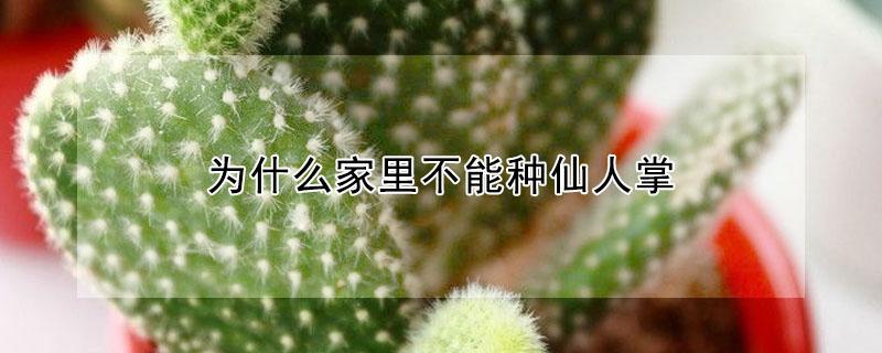 为什么家里不能种仙人掌 为什么家里不能种仙人掌花