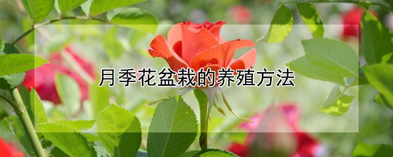 月季花盆栽的养殖方法 月季花盆栽的养殖方法视频