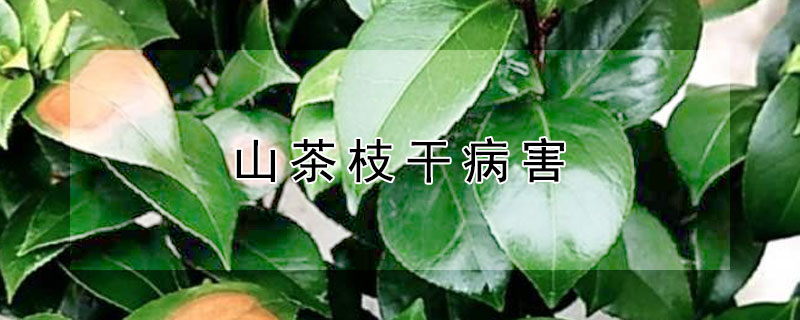 山茶枝干病害 山茶枝干病害有哪些