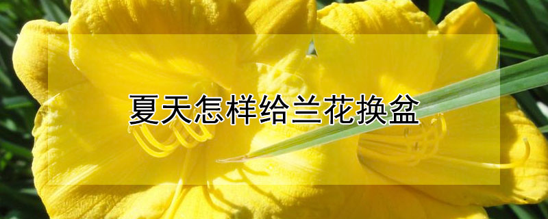 夏天怎样给兰花换盆（夏天怎样给兰花换盆视频）