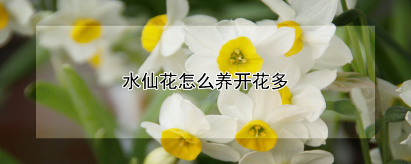 水仙花怎么养开花多（水仙花怎么养开花多又好看）