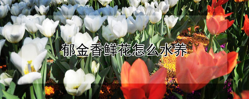 郁金香鲜花怎么水养（郁金香鲜花养护方法）