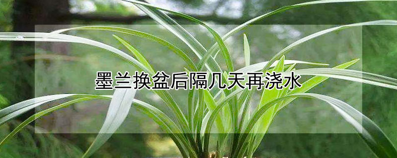 墨兰换盆后隔几天再浇水 墨兰换盆后多久浇水