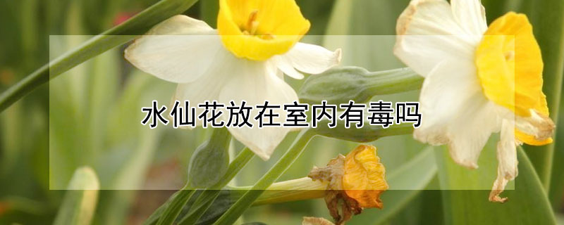 水仙花放在室内有毒吗 水仙花放室内有毒吗?