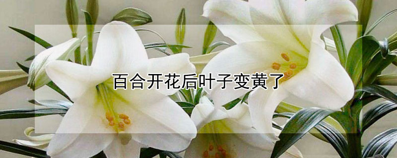 百合开花后叶子变黄了 百合开花后叶子变黄了,如何解决