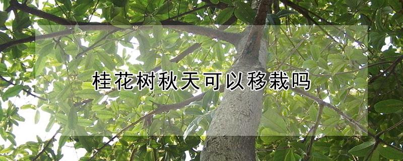 桂花树秋天可以移栽吗 桂花树秋天可以移栽吗北方