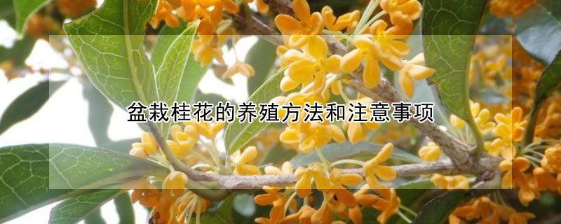 盆栽桂花的养殖方法和注意事项（盆栽桂花的养殖方法和注意事项有哪些）