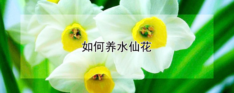 如何养水仙花 如何养水仙花种球