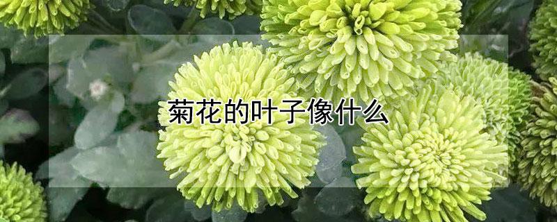 菊花的叶子像什么 菊花的叶子像什么比喻句