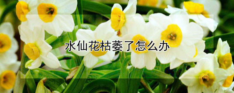 水仙花枯萎了怎么办 水仙花枯萎后能不能生长了