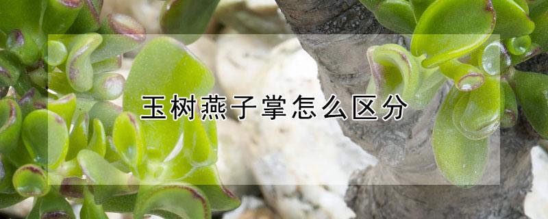 玉树燕子掌怎么区分（玉树和燕子掌的区别30年玉树价格）