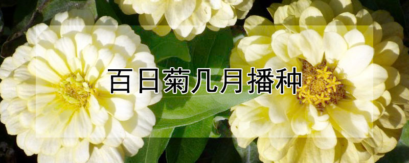 百日菊几月播种 百日菊几月播种好