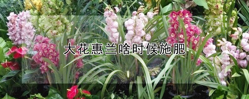 大花惠兰啥时候施肥 大花惠兰花期要浇水吗