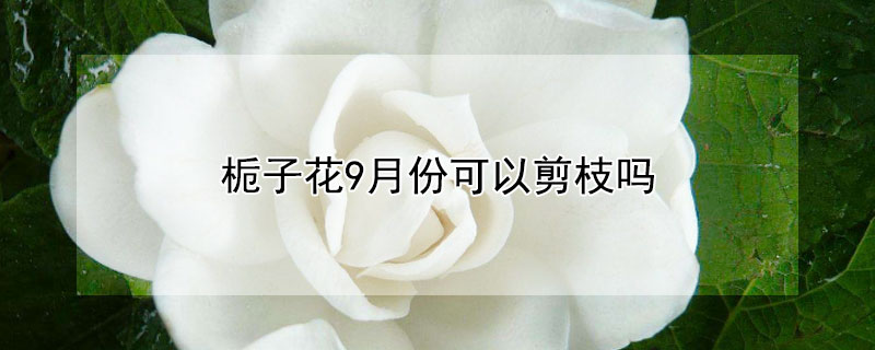 栀子花9月份可以剪枝吗 桅子花九月能修剪吗