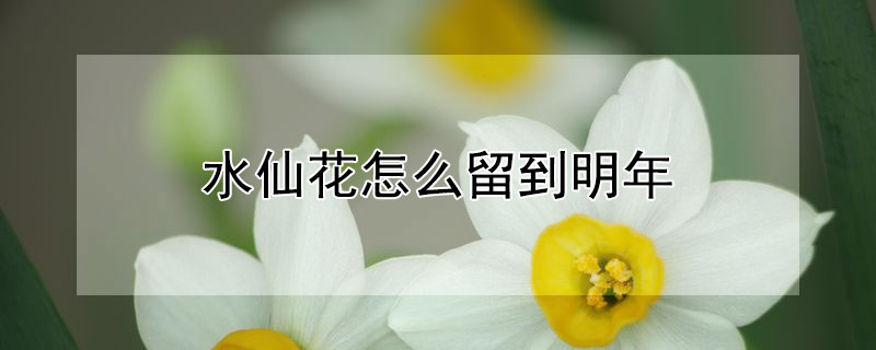 水仙花怎么留到明年 水仙开花后怎样留明年