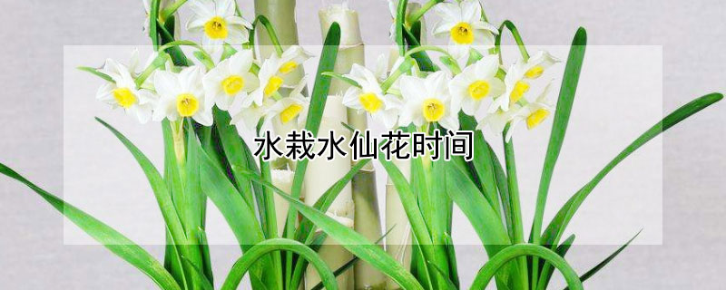 水栽水仙花时间 水仙花栽种时间