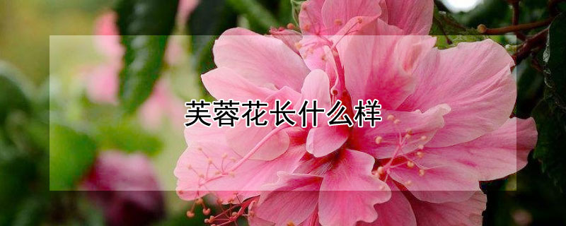 芙蓉花长什么样 芙蓉花长什么样子图片