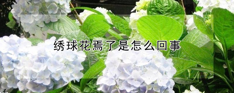 绣球花焉了是怎么回事（绣球花突然蔫了怎么办）