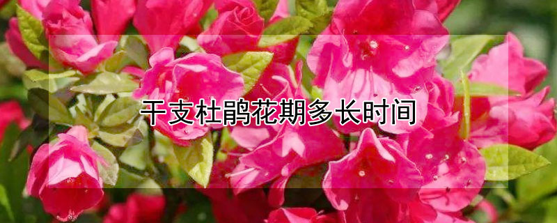 干支杜鹃花期多长时间（干支杜鹃花期多久）