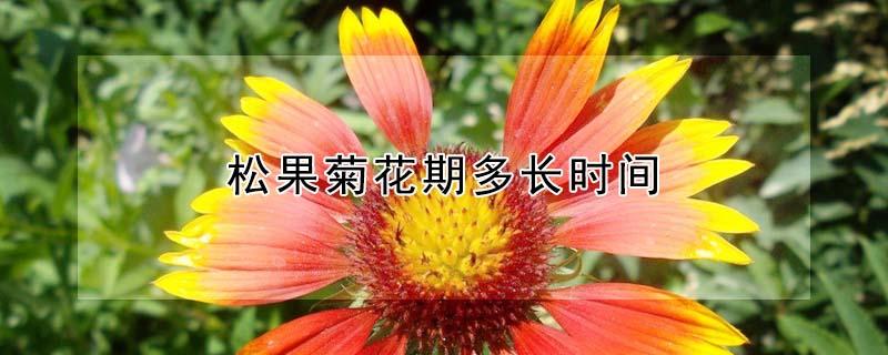 松果菊花期多长时间（松果菊花期多长时间开花）