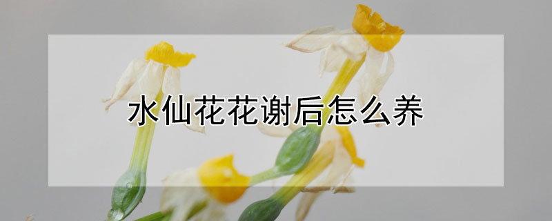 水仙花花谢后怎么养 水仙花花谢以后怎么办