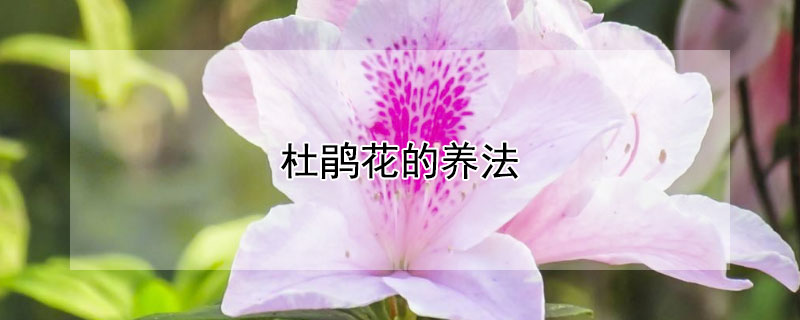 杜鹃花的养法（杜鹃花的养法视频）