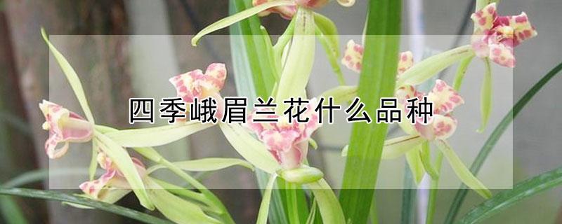 四季峨眉兰花什么品种（四季峨眉兰花什么品种好）