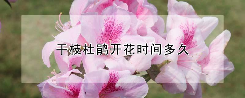 干枝杜鹃开花时间多久（干枝杜鹃花怎么养）