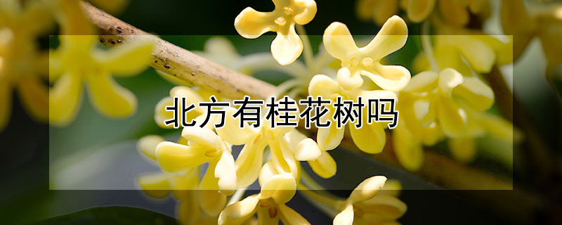 北方有桂花树吗（中国四大桂花之乡）