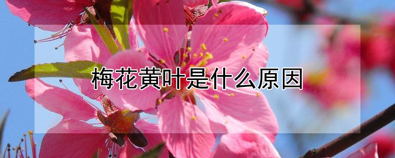 梅花黄叶是什么原因（梅花黄叶是什么原因造成的）