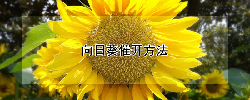 向日葵催开方法 向日葵花朵催开方法