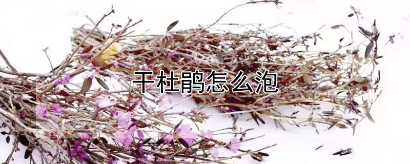 干杜鹃怎么泡（干杜鹃花怎么泡）