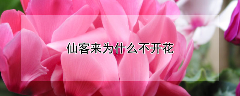 仙客来为什么不开花（仙客来为什么不开花了）