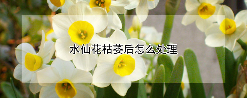 水仙花枯萎后怎么处理 水仙花枯萎了以后怎么办