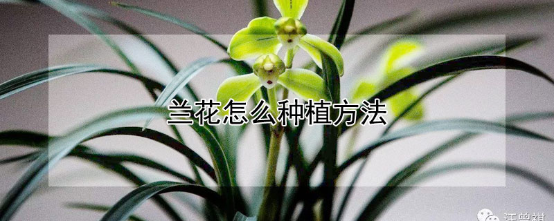 兰花怎么种植方法（兰花怎么种植方法和注意事项视频）