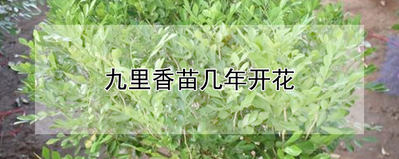 九里香苗几年开花 九里香苗几年开花结果