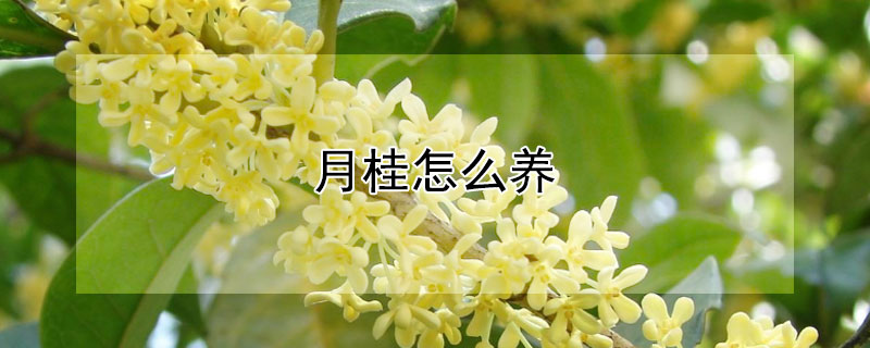 月桂怎么养 桂花怎么养