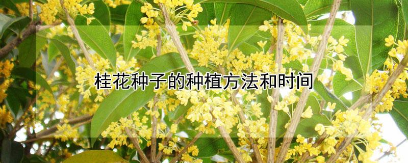 桂花种子的种植方法和时间 桂花树种子育苗方法